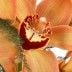 Orchideen-Traum mit Gratiszugabe Ihrer Wahl – Blumen online deutschlandweit versenden  mit www.blumenfee.de - dem Blumenversand