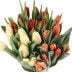 Tulpen im Bund – Tulpen online günstig  mit blumenfee.de 