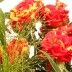 Rosen rot geflammt mit Pampas-Gras online verschicken