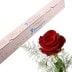Rote Rose zum Valentinstag - Blumen online deutschlandweit versenden  mit www.blumenfee.de - dem Blumenversand